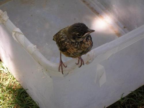 baby robin - A baby robin that had fallen out of it's nest a little too soon.