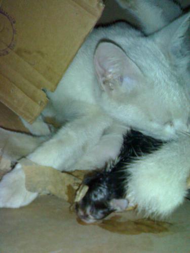 The birth! - My Cat (xandra) and her first kitten (no name yet)