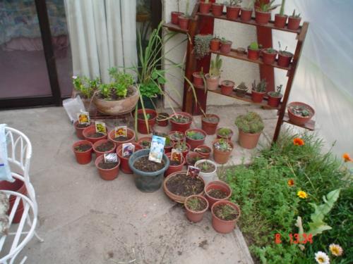 Mi cactii - The shelf and some of my cactii. I will have to start giving some away as they grow and grow. Mi cactii - The shelf and some of my cactii. I will have to start giving some away as they grow and grow.