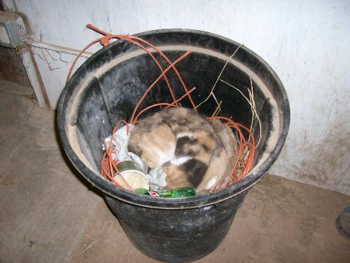 Jane, the trash can cat! - Jane will sleep anywhere!