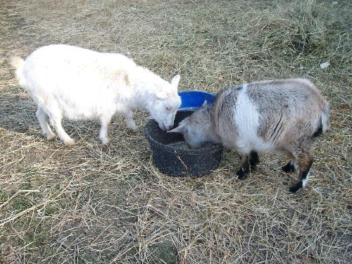 Claude and Petunia - The new goats at the stable I work at.