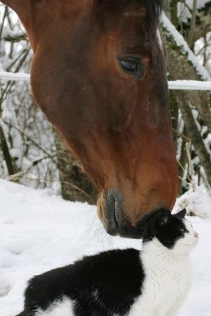 Cat and horse - The stable cat socializing with one of the horses.