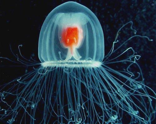 The world's only immortal animal - This is the turritopsis nutricula species of jellyfish and the world's only immortal animal. Wan to learn more about the turritopsis nutricula then read this http://green.yahoo.com/blog/guest_bloggers/26/the-world-s-only-immortal-animal.html
