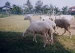 sheep - sheep at square