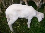female sheep - the good female sheep for reproducing