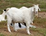 male sheep - in the way to reproducing, we need great male sheep