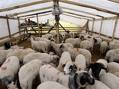 sheep collection - when it grow up, that will be more sheeps