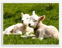 lamb - its about 5 months lambs age