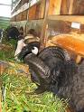 sheep's eating - more they eat, more they will grow up soon