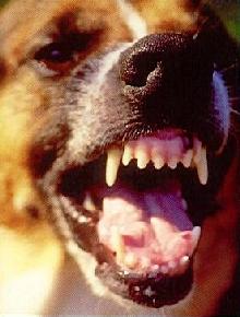 dog barking - this is what the dog look like when he&#039;s barking at me furiously!