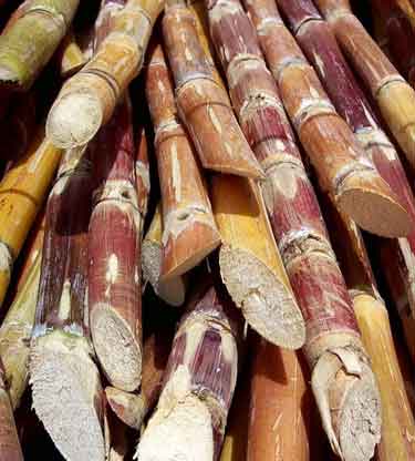 sugar cane - The image of sugar cane