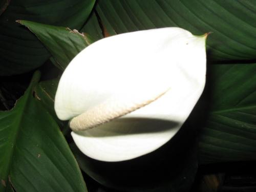 Nice flower - I like this flower , That is pure white