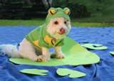 dog - I really love our dog.