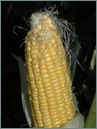 Maize corn - Corn cob