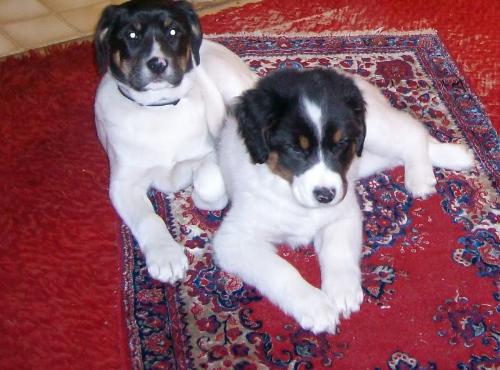 Penny and Ciara - Penny is the one staring at the camera and Ciara is relaxing.