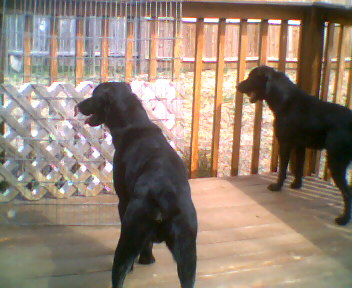 my babies - my dogs on the back deck enjoying