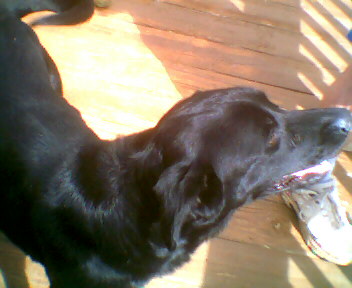 Bo - my little Mr.Bojangles
