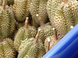 Durian - This is my favorite Fruit of all. Its kind king of all fruits.
