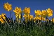 happy flowers - daffodils are bright and full of sunshine