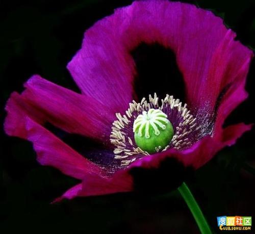 My favorite flower - the most beautiful flower in this world