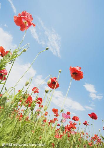 my favorite flowers - the most beautiful flower