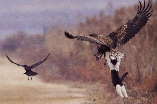cat and eagle - This cat it's very danger and back attack eagle