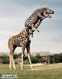Funnies Animal - This Zebra it's very stronger!
