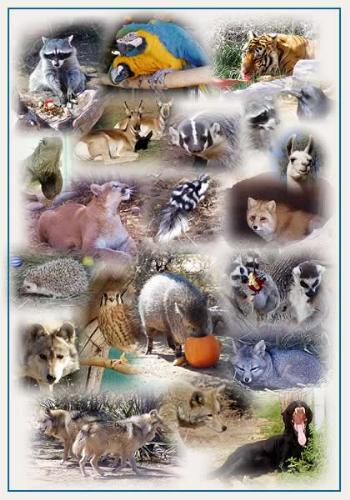 Animal World - The Beautiful Animal World...
