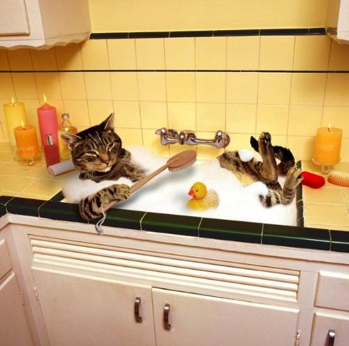 Bath Time - Funny Cat...