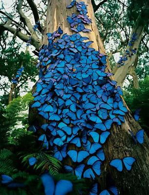 Blue Butterflies - Wonderful Butterflies...