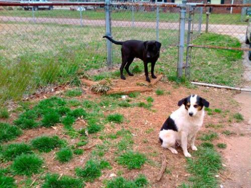 My Little Bundle of Joy!!! - Meet Joy, my new adoptee. She's a sweet little girl who knows how to listen & is extremely smart!!! My Little Bundle of Joy!!! - Meet Joy, my new adoptee. She's a sweet little girl who knows how to listen & is extremely smart!!!
