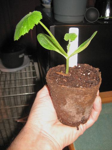 Zuchinni - Started from seed and ready for the ground. Zuchinni - Started from seed and ready for the ground.