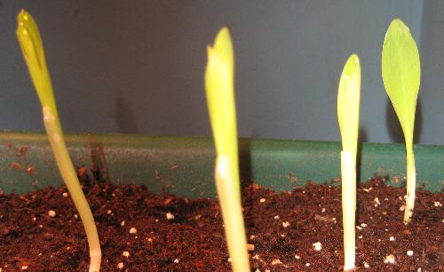 Corn Seedlings - Yellow and white sweet corn seedlings I started this year.