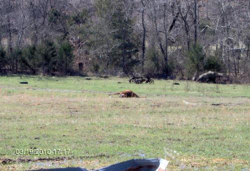 birth of a horse - mom having a baby horse.