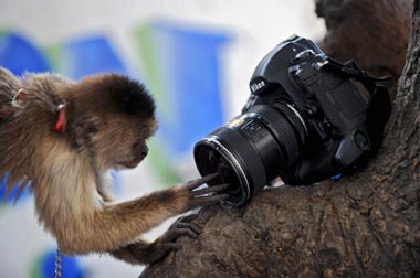 animals and camera - can your guess how animals enjoy teh camera..!