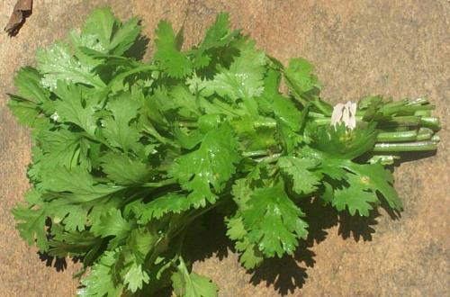 Parsley - Parsley best for kidney!
