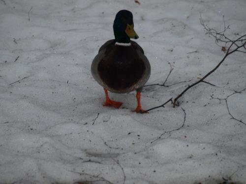 i love bird - so cute