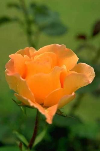 Flower - I love to give flower to people as a gift.