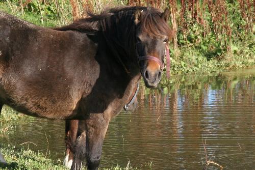 Horse - I like this photo a lot. The way the horse is staring while I took the picture. I stopped my car to get it and the horse probably wondered was I was doing :)
