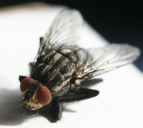 Fly - One of the most annoying insects in the world but just as fascinating