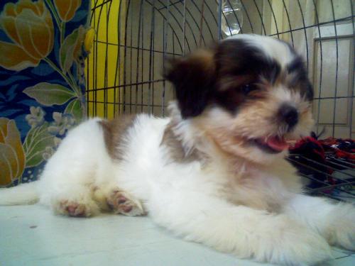 Lhasa Apso - Lady Mishil our 2-month-old Lhasa Apso... So lovely!!!