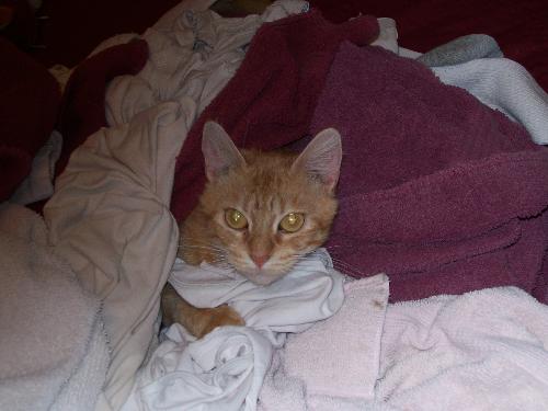 Salem Resting in the Laundry - Our silly cat just loves to snuggle up with warm, clean laundry.
