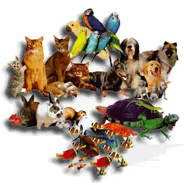 pets - pets varies from dogs,cats,fishes,rodents..they make you happy... pets - pets varies from dogs,cats,fishes,rodents..they make you happy...