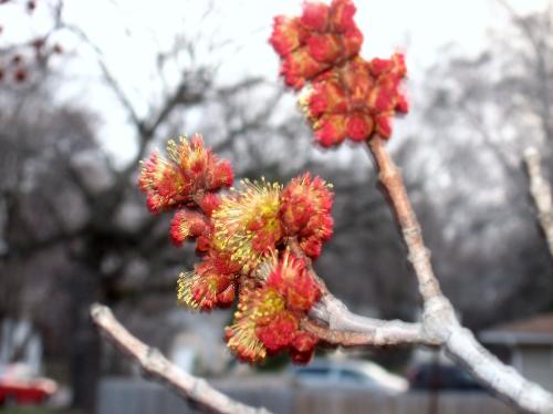Red Maple Blossom - Blossoming early this year.