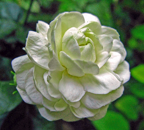 Jasmine flower - multi layered jasmine flower