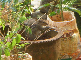 Squirrel in the pot - I took a picture of this squirrel when it was probably eating something in the pot (may be plant seeds). Looks cute!