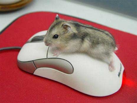 Funny hamster :)  - Hamster on mouse :))