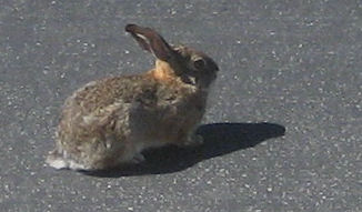 Easter Bunny - This one came to see me and was most welcome...as long as he does not eat my salad greens. 
