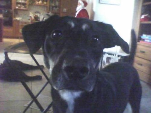 My Maggie May - Sure, she stinks, but how could you resist those eyes? My Maggie May - Sure, she stinks, but how could you resist those eyes?