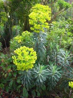 What is it's name - Mystified as to the identification of this plant.